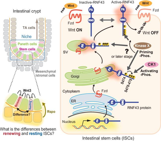 https://cdn.ncbi.nlm.nih.gov/pmc/blobs/cbba/11126518/fcb6d9623d56/11626_2024_855_Fig4_HTML.jpg