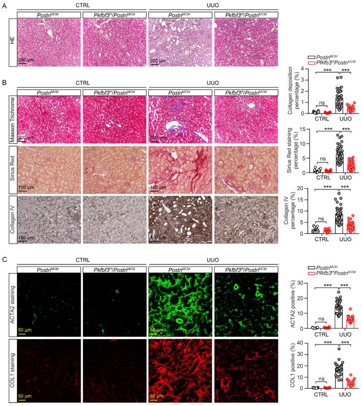 https://cdn.ncbi.nlm.nih.gov/pmc/blobs/cc04/10453197/121a8b4c60d9/cells-12-02081-g004.jpg