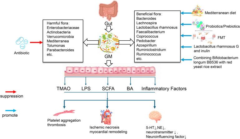 https://cdn.ncbi.nlm.nih.gov/pmc/blobs/cc2d/12321866/2996583e4c01/fcvm-12-1604962-g001.jpg