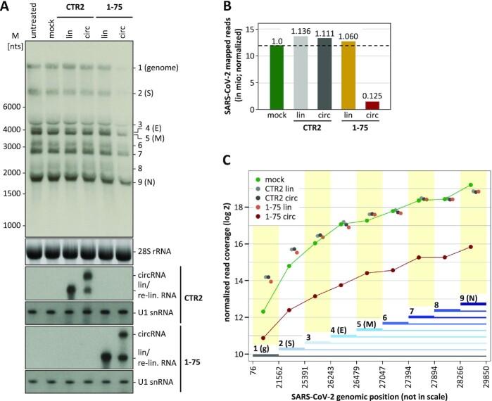 https://cdn.ncbi.nlm.nih.gov/pmc/blobs/cc6e/8643703/19650dcc8d48/gkab1096fig4.jpg
