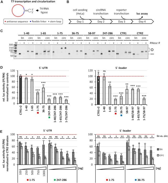 https://cdn.ncbi.nlm.nih.gov/pmc/blobs/cc6e/8643703/cc048cbdc1db/gkab1096fig2.jpg