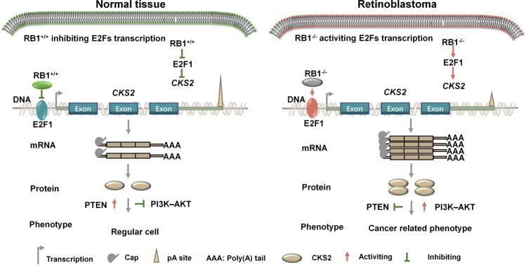 https://cdn.ncbi.nlm.nih.gov/pmc/blobs/cc7b/9468144/4495fce28bb1/41419_2022_5222_Fig6_HTML.jpg