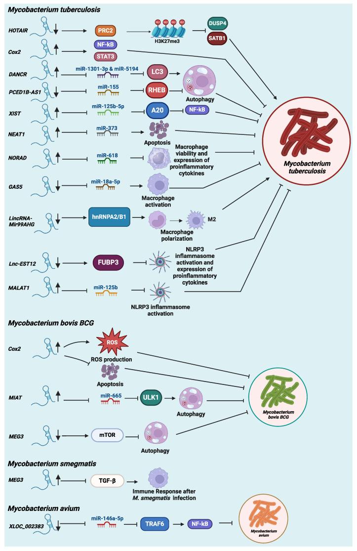 https://cdn.ncbi.nlm.nih.gov/pmc/blobs/ccd5/11728548/b8a253b147e5/microorganisms-12-02656-g001.jpg