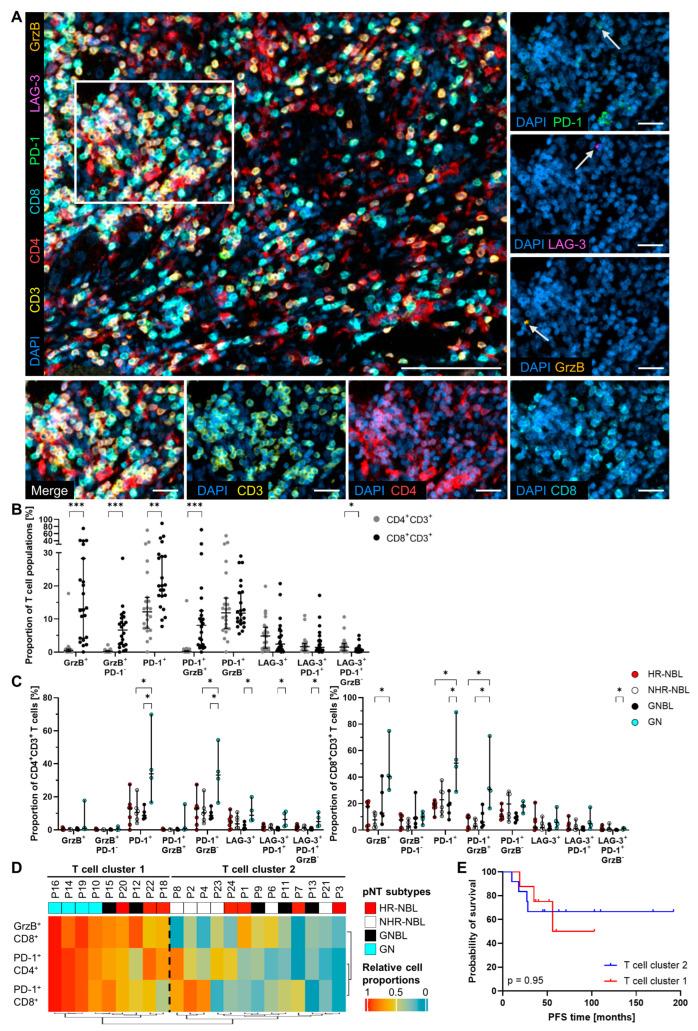 https://cdn.ncbi.nlm.nih.gov/pmc/blobs/cce3/12025499/bb5182b5c65c/cancers-17-01303-g002.jpg