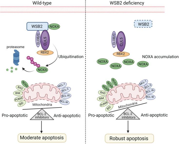 https://cdn.ncbi.nlm.nih.gov/pmc/blobs/ccee/12286604/35a466e4f5e4/elife-98372-fig8.jpg