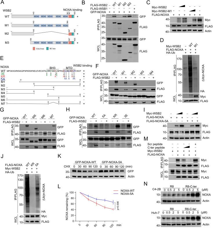 https://cdn.ncbi.nlm.nih.gov/pmc/blobs/ccee/12286604/6009103e77dc/elife-98372-fig3.jpg
