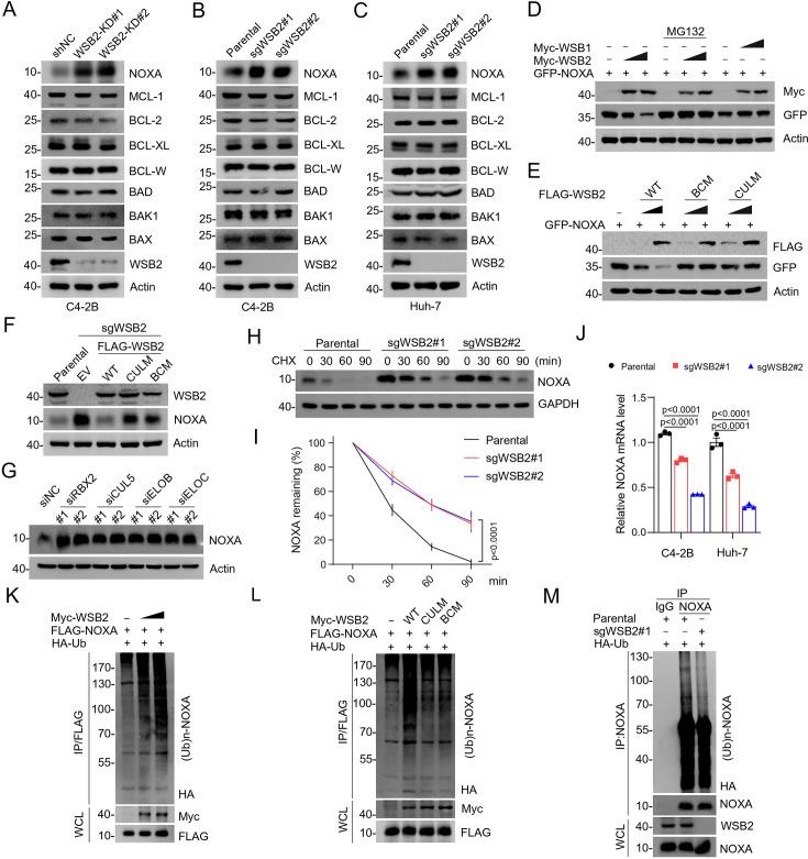 https://cdn.ncbi.nlm.nih.gov/pmc/blobs/ccee/12286604/c304d49d0ced/elife-98372-fig2.jpg