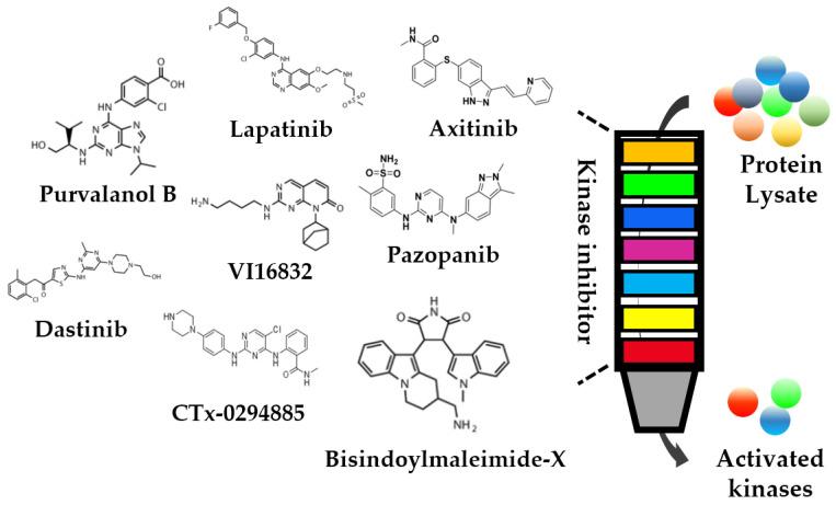 https://cdn.ncbi.nlm.nih.gov/pmc/blobs/ccfb/10047437/a8b1973a2f05/cells-12-00925-g003.jpg