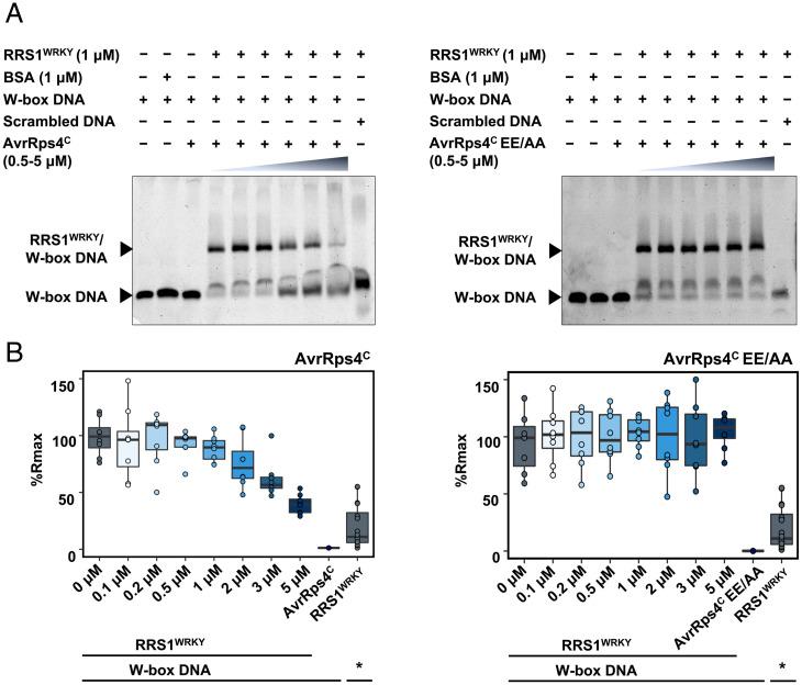 https://cdn.ncbi.nlm.nih.gov/pmc/blobs/cd1b/8685902/5cddfbca5d0e/pnas.202113996fig06.jpg