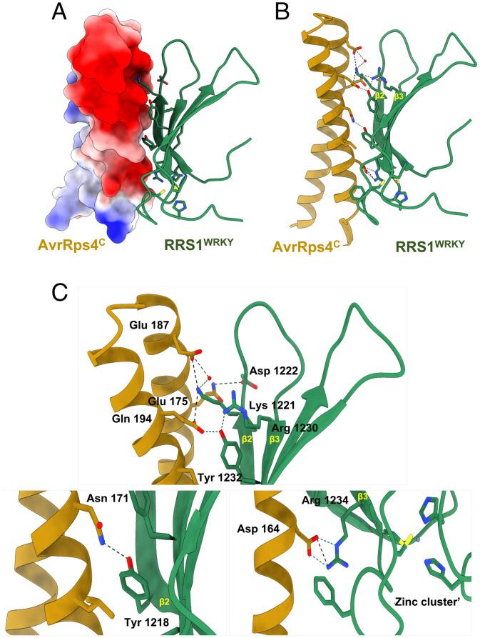 https://cdn.ncbi.nlm.nih.gov/pmc/blobs/cd1b/8685902/d330d5775e42/pnas.202113996fig02.jpg