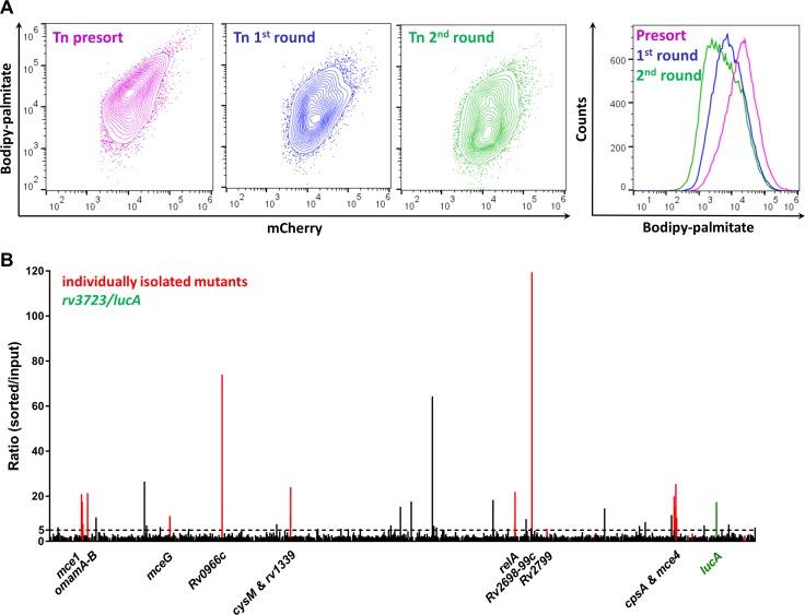 https://cdn.ncbi.nlm.nih.gov/pmc/blobs/cd1d/6368401/42e0ca0a2671/elife-43621-fig2.jpg
