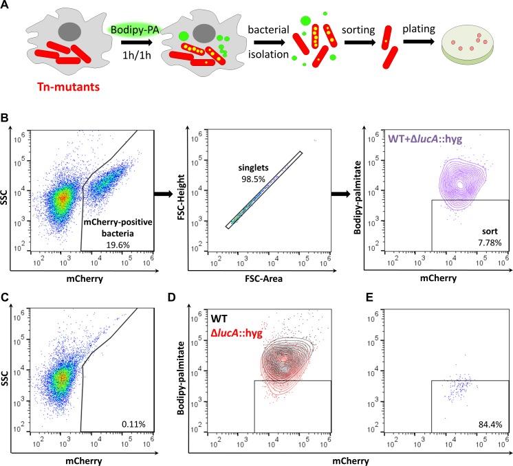 https://cdn.ncbi.nlm.nih.gov/pmc/blobs/cd1d/6368401/871fd4e7e7a4/elife-43621-fig1.jpg