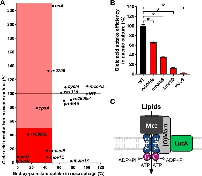 https://cdn.ncbi.nlm.nih.gov/pmc/blobs/cd1d/6368401/ff893c62ffa6/elife-43621-fig3.jpg