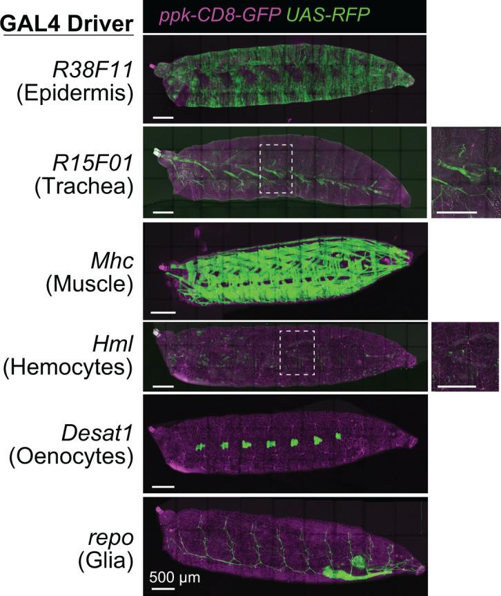 https://cdn.ncbi.nlm.nih.gov/pmc/blobs/cd2d/12068870/202d25f6f5b6/elife-95379-fig1-figsupp3.jpg