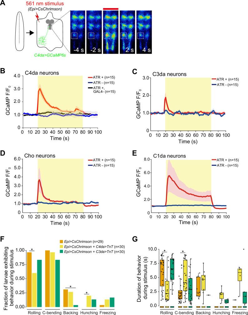 https://cdn.ncbi.nlm.nih.gov/pmc/blobs/cd2d/12068870/8cdc06ff4125/elife-95379-fig3.jpg