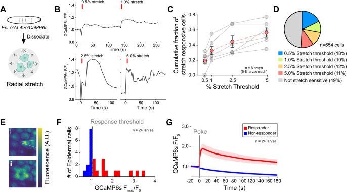 https://cdn.ncbi.nlm.nih.gov/pmc/blobs/cd2d/12068870/ebfe0d167bdf/elife-95379-fig5.jpg