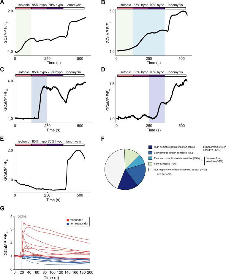 https://cdn.ncbi.nlm.nih.gov/pmc/blobs/cd2d/12068870/fb778bd222b4/elife-95379-fig5-figsupp1.jpg