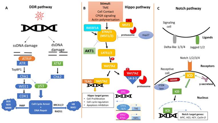 https://cdn.ncbi.nlm.nih.gov/pmc/blobs/cd39/9367915/182d50677cd2/cells-11-02449-g001.jpg