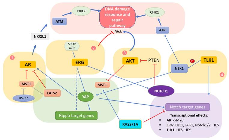 https://cdn.ncbi.nlm.nih.gov/pmc/blobs/cd39/9367915/cabd5439057f/cells-11-02449-g002.jpg