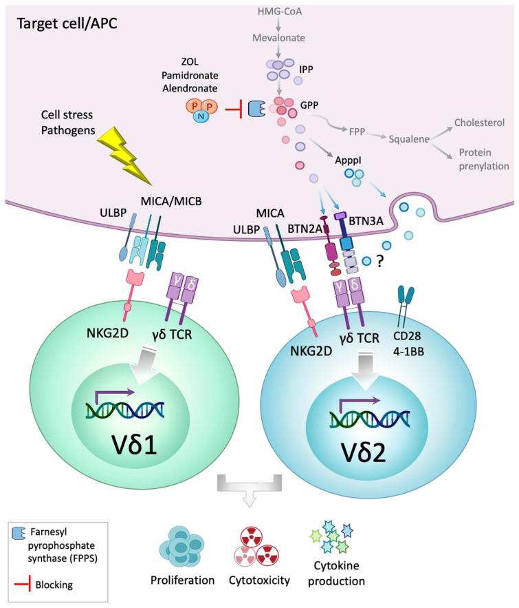 https://cdn.ncbi.nlm.nih.gov/pmc/blobs/cd3e/7290982/22d7c84a8573/cells-09-01305-g001.jpg