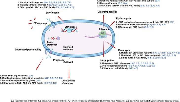 https://cdn.ncbi.nlm.nih.gov/pmc/blobs/cd81/11878088/14bcb9179816/spectrum.01785-24.f006.jpg