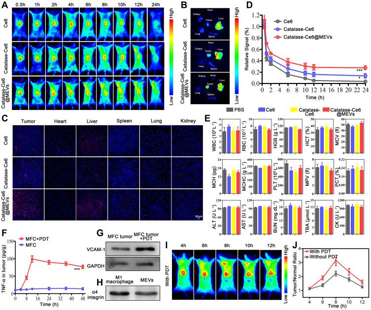 https://cdn.ncbi.nlm.nih.gov/pmc/blobs/cda1/8630377/2c51aa446363/IJN-16-7801-g0004.jpg