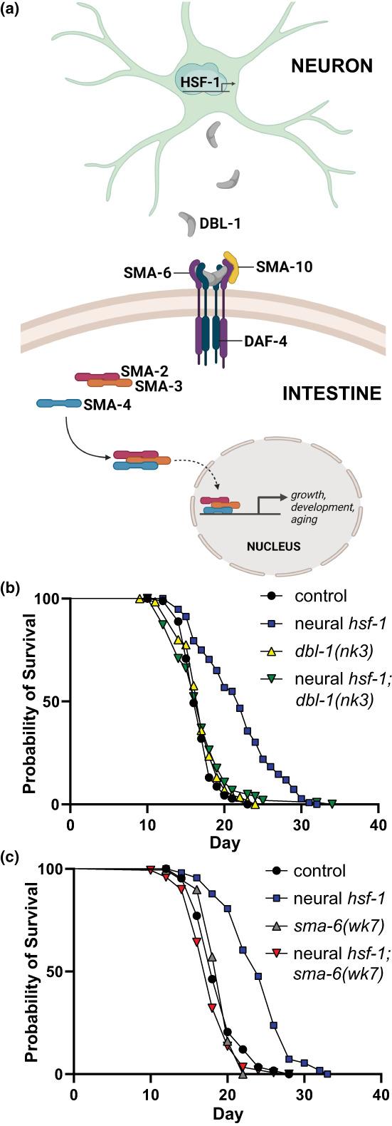https://cdn.ncbi.nlm.nih.gov/pmc/blobs/cdb8/9470895/24e1fdb3590a/ACEL-21-e13693-g003.jpg