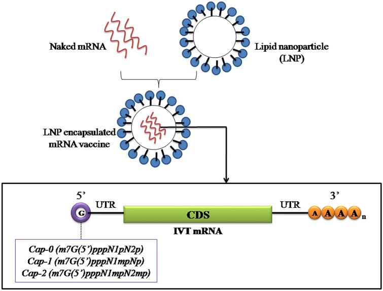 https://cdn.ncbi.nlm.nih.gov/pmc/blobs/cddb/7985228/3b59813ead57/40261_2021_1022_Fig1_HTML.jpg