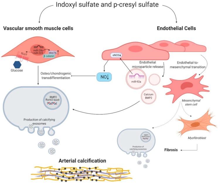 https://cdn.ncbi.nlm.nih.gov/pmc/blobs/cde2/7020422/364cf1d25aad/toxins-12-00058-g002.jpg