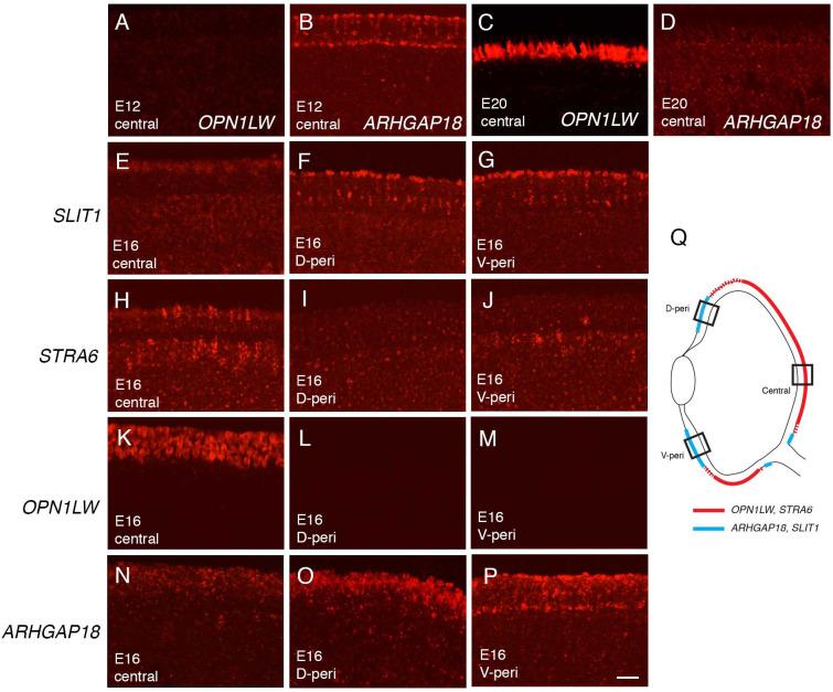 https://cdn.ncbi.nlm.nih.gov/pmc/blobs/cdf7/7837701/f3fae16cb55a/elife-63907-fig3-figsupp2.jpg
