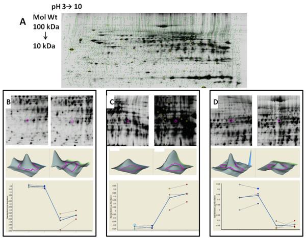 https://cdn.ncbi.nlm.nih.gov/pmc/blobs/cdfe/3445822/b0335d52d411/1471-2091-13-17-1.jpg