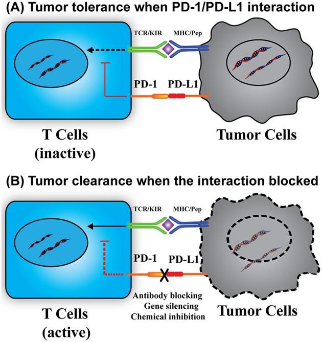 https://cdn.ncbi.nlm.nih.gov/pmc/blobs/ce11/6718566/e2fc333b84d1/fimmu-10-02022-g0001.jpg