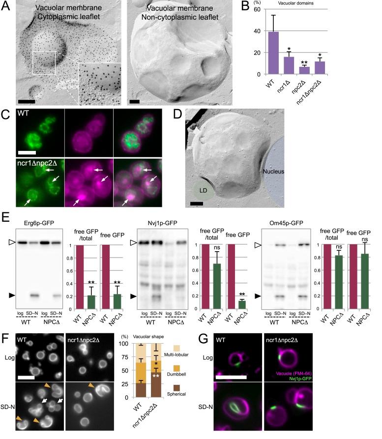 https://cdn.ncbi.nlm.nih.gov/pmc/blobs/ce4a/5462540/a6b413724ce4/elife-25960-fig5.jpg