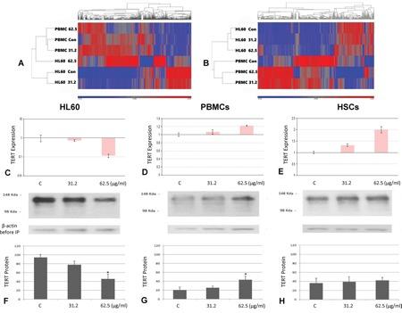 https://cdn.ncbi.nlm.nih.gov/pmc/blobs/ce67/5352375/0227e06c2cd1/oncotarget-08-7977-g003.jpg