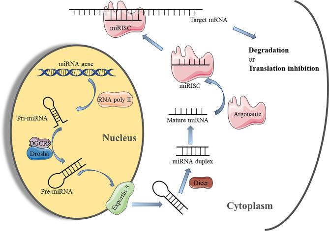 https://cdn.ncbi.nlm.nih.gov/pmc/blobs/cea3/8977525/3ee6c66d74a8/fimmu-13-852419-g002.jpg