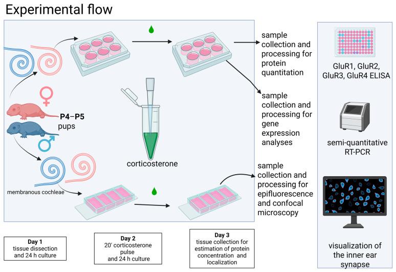 https://cdn.ncbi.nlm.nih.gov/pmc/blobs/ced8/12110336/5a4c3033740b/brainsci-15-00441-g001.jpg