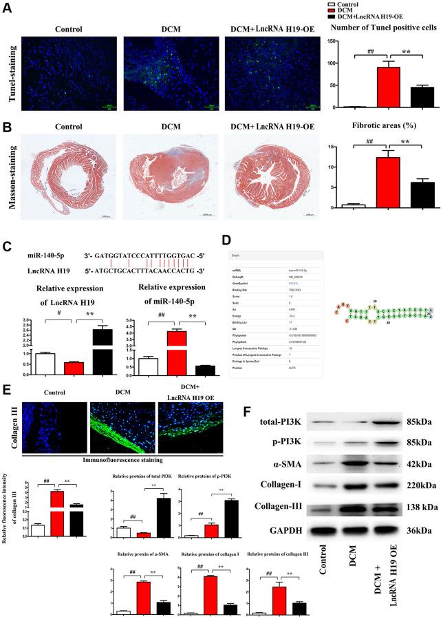 https://cdn.ncbi.nlm.nih.gov/pmc/blobs/cee1/9467416/4bd7f347a5d3/aging-14-204256-g002.jpg