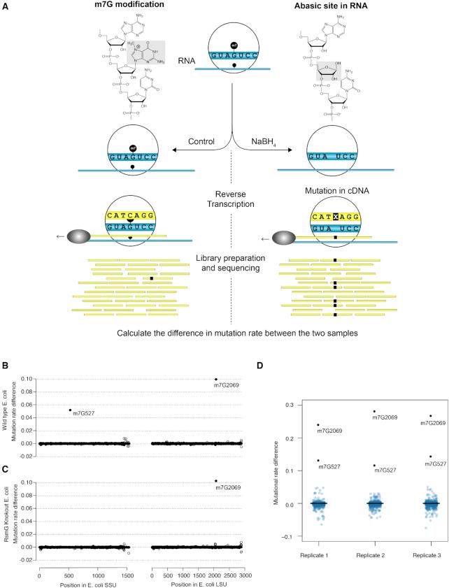 https://cdn.ncbi.nlm.nih.gov/pmc/blobs/cefb/6847341/8e7330efdf4e/gkz736fig1.jpg