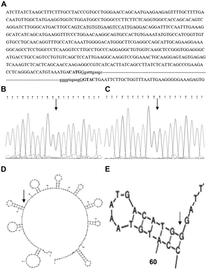 https://cdn.ncbi.nlm.nih.gov/pmc/blobs/cf08/6896306/ca47e41f1e67/MMR-21-01-0517-g04.jpg