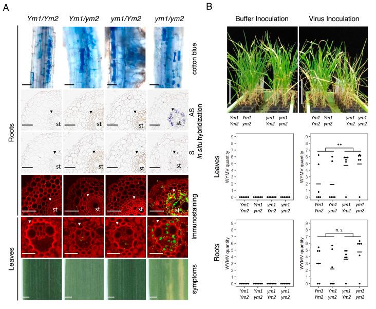https://cdn.ncbi.nlm.nih.gov/pmc/blobs/cf37/10089197/8983779775f0/pnas.2214968120fig01.jpg
