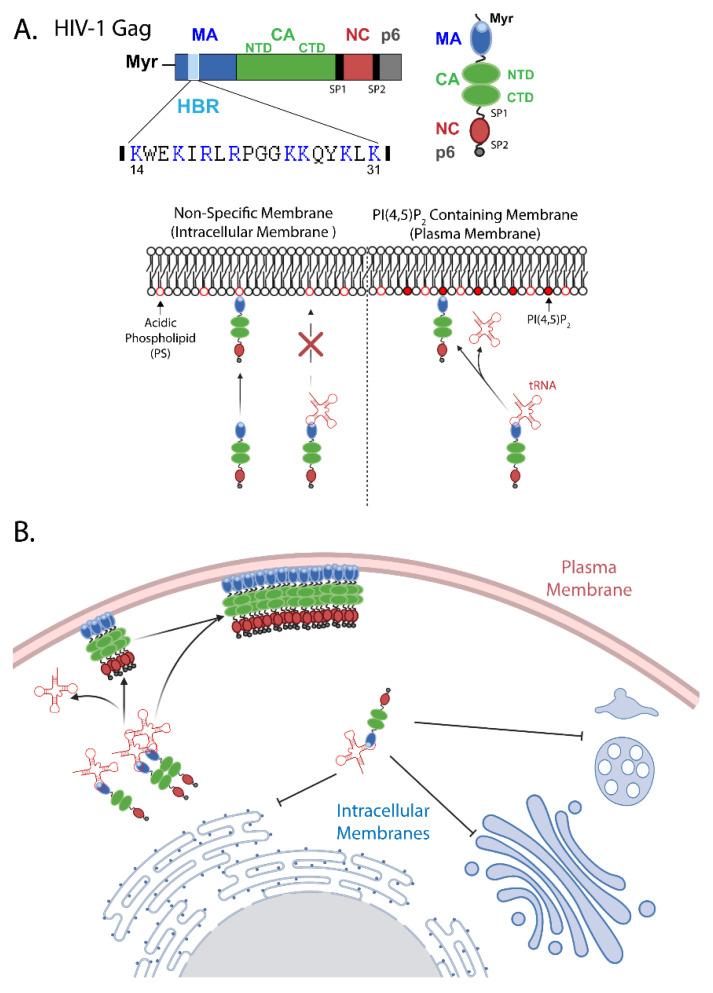 https://cdn.ncbi.nlm.nih.gov/pmc/blobs/cf50/8949992/3ee5deb85a4d/viruses-14-00622-g001.jpg