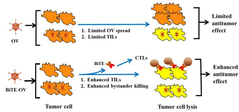 https://cdn.ncbi.nlm.nih.gov/pmc/blobs/cfa2/7400484/958f40d62208/biomedicines-08-00204-g003.jpg