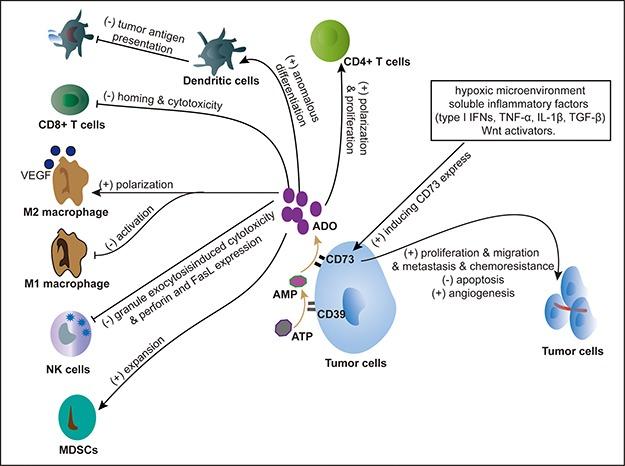 https://cdn.ncbi.nlm.nih.gov/pmc/blobs/cfa6/5593644/3a7dbaf7b829/oncotarget-08-57327-g001.jpg