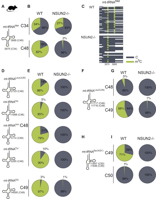 https://cdn.ncbi.nlm.nih.gov/pmc/blobs/cfb6/6822013/690dba42f2c7/gkz559fig4.jpg