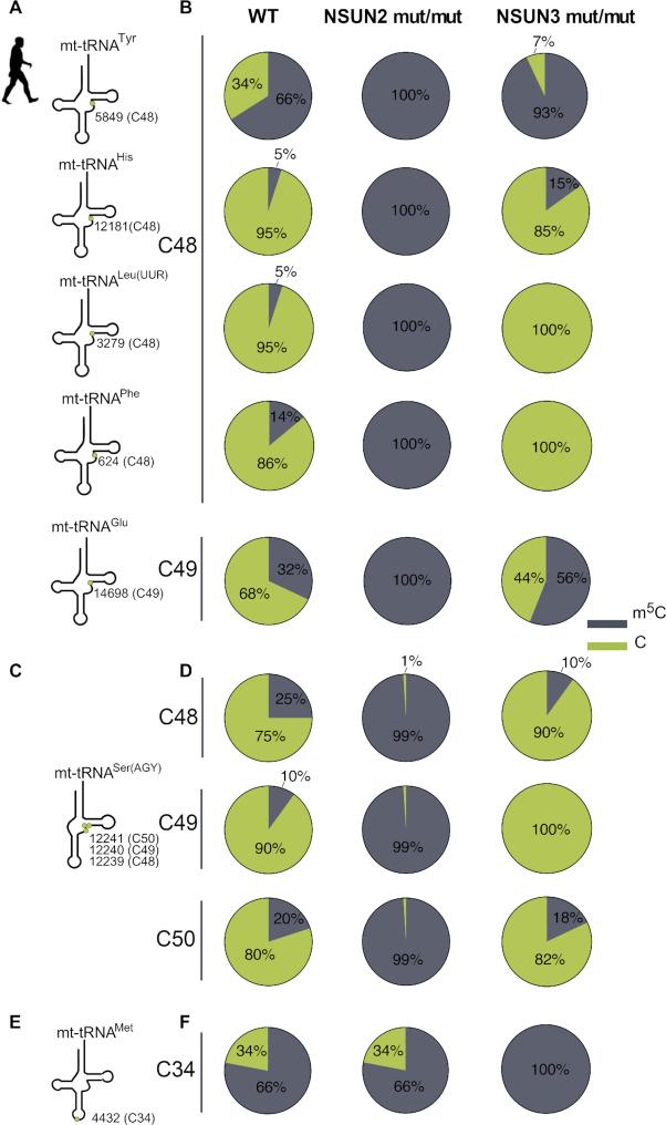 https://cdn.ncbi.nlm.nih.gov/pmc/blobs/cfb6/6822013/8475f9620986/gkz559fig5.jpg