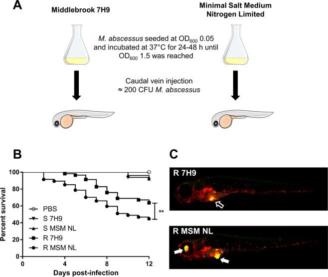 https://cdn.ncbi.nlm.nih.gov/pmc/blobs/cfc4/6572852/9868c9c29338/41598_2019_45164_Fig4_HTML.jpg