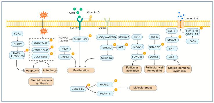 https://cdn.ncbi.nlm.nih.gov/pmc/blobs/d036/12385027/df2f2e45697c/cells-14-01292-g003.jpg
