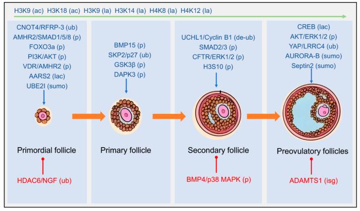 https://cdn.ncbi.nlm.nih.gov/pmc/blobs/d036/12385027/ec2247f84975/cells-14-01292-g001.jpg