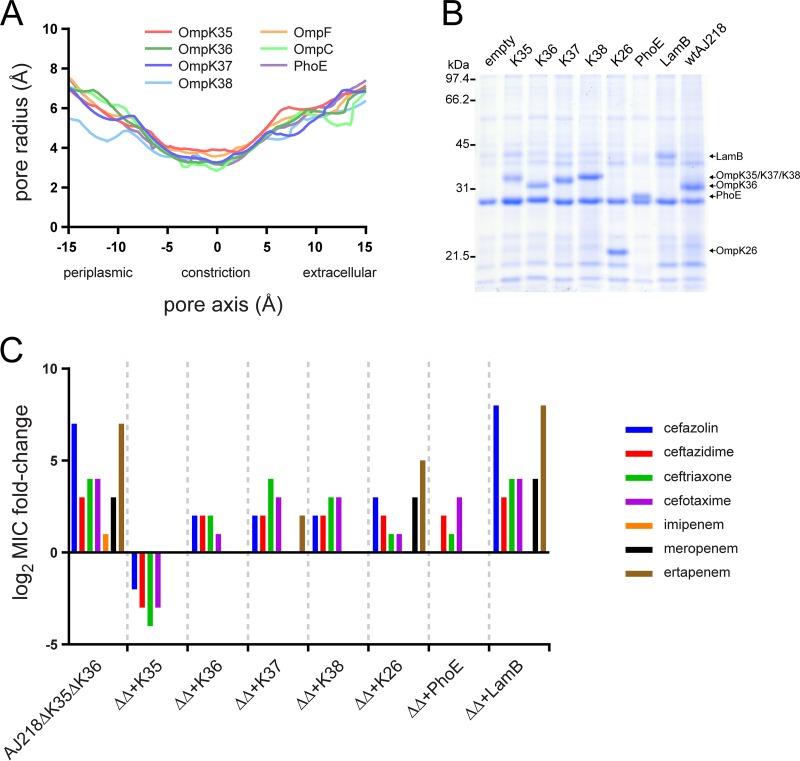 https://cdn.ncbi.nlm.nih.gov/pmc/blobs/d0a2/7157821/7044a28a20b1/mBio.00603-20-f0004.jpg