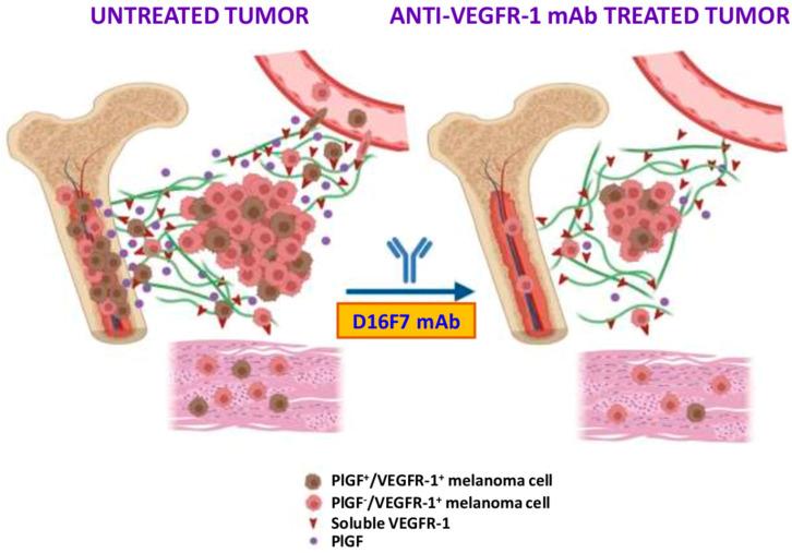 https://cdn.ncbi.nlm.nih.gov/pmc/blobs/d0a8/9688925/c350f34278a6/cancers-14-05578-g007.jpg